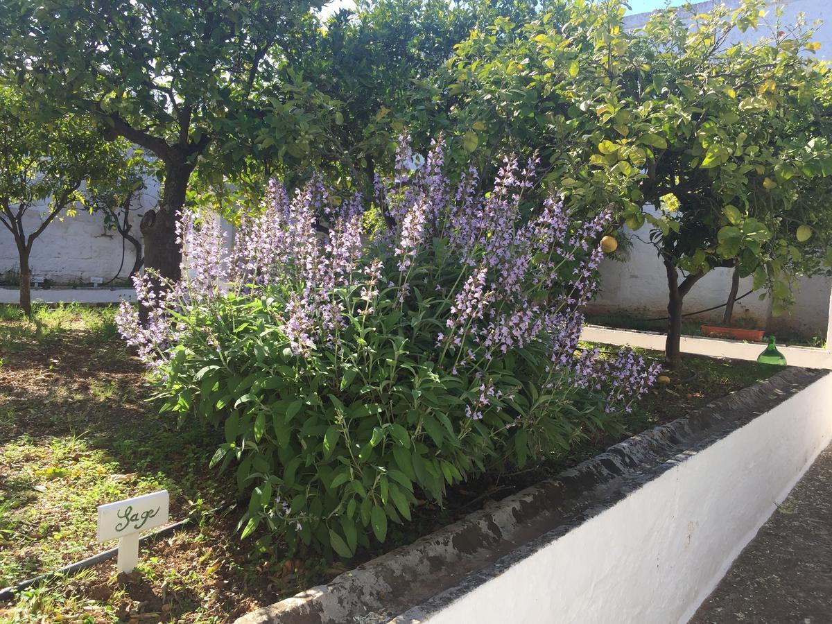 Masseria Rienzo Ostuni Εξωτερικό φωτογραφία