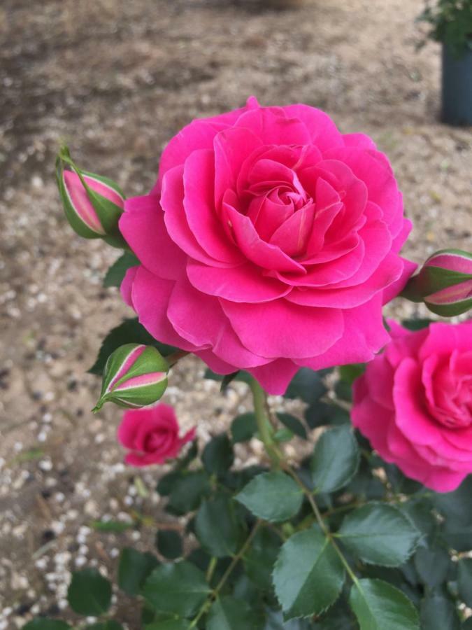 Masseria Rienzo Ostuni Εξωτερικό φωτογραφία